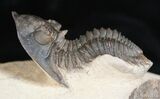 Very Aesthetic Metacanthina Trilobite Fossil #2536-3